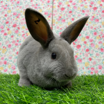animal_image
