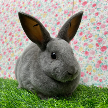 animal_image