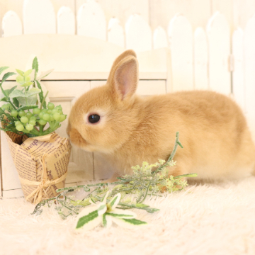 animal_image