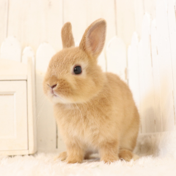animal_image