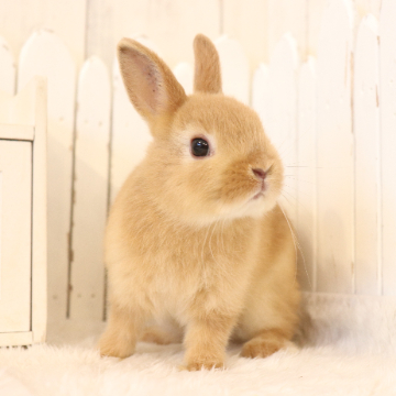 animal_image