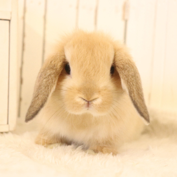 animal_image