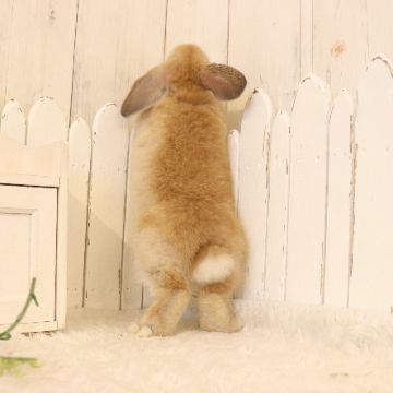 animal_image
