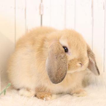 animal_image