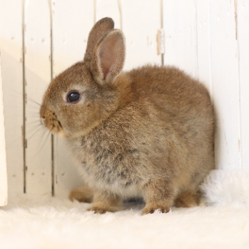 animal_image