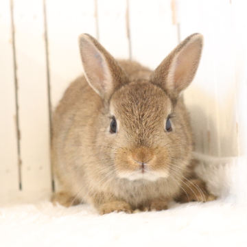 animal_image