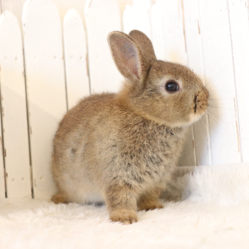 animal_image