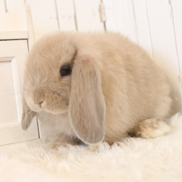 animal_image