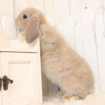 animal_image