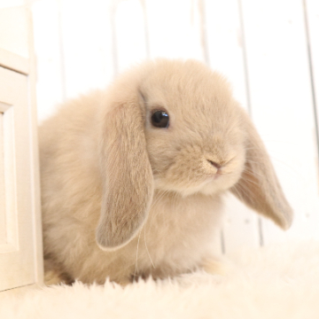 animal_image
