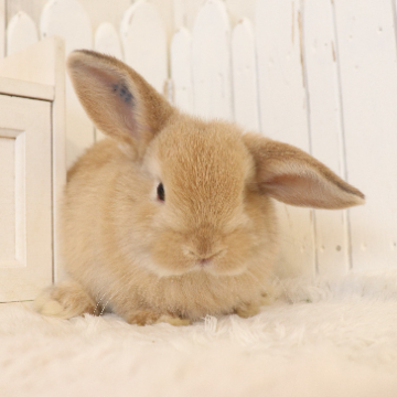 animal_image