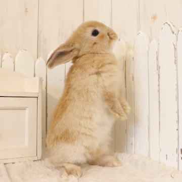 animal_image