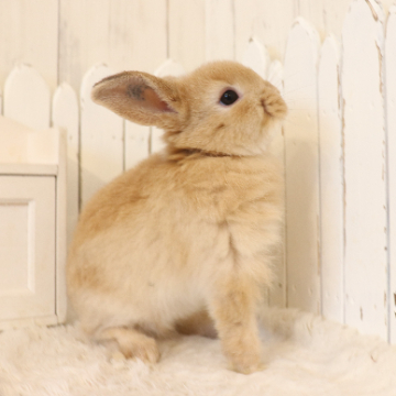 animal_image