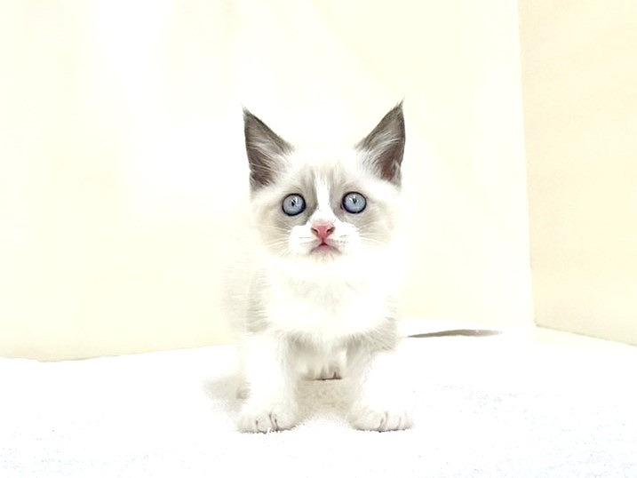 animal_image