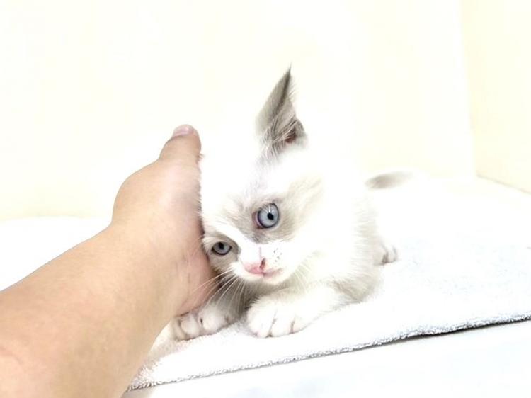 animal_image