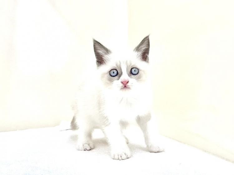 animal_image