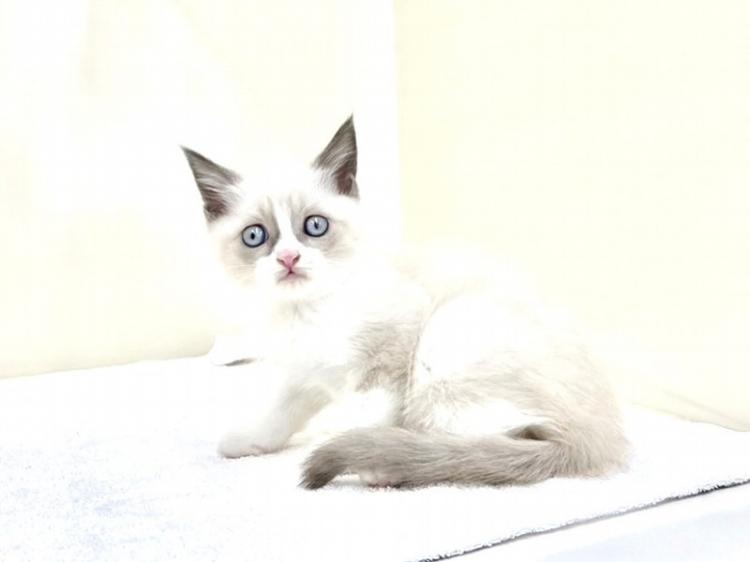 animal_image