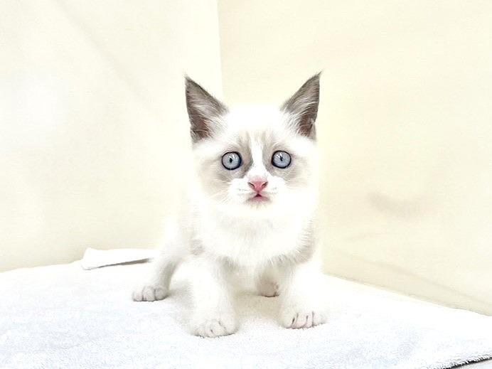 animal_image