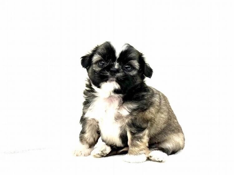 animal_image