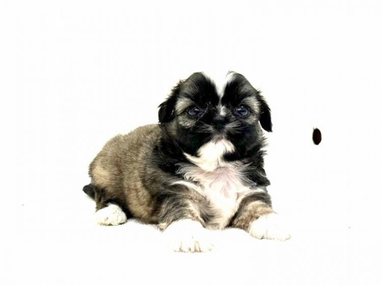 animal_image