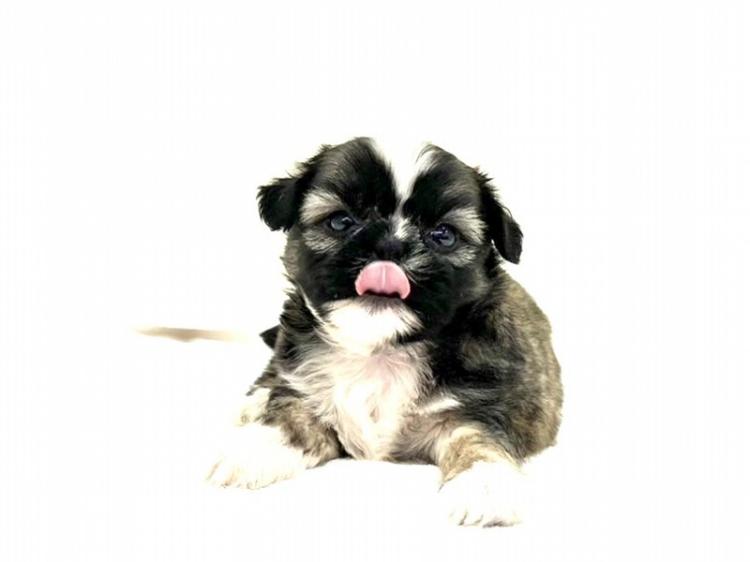 animal_image