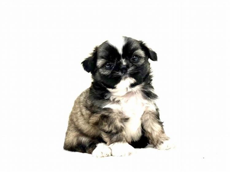 animal_image