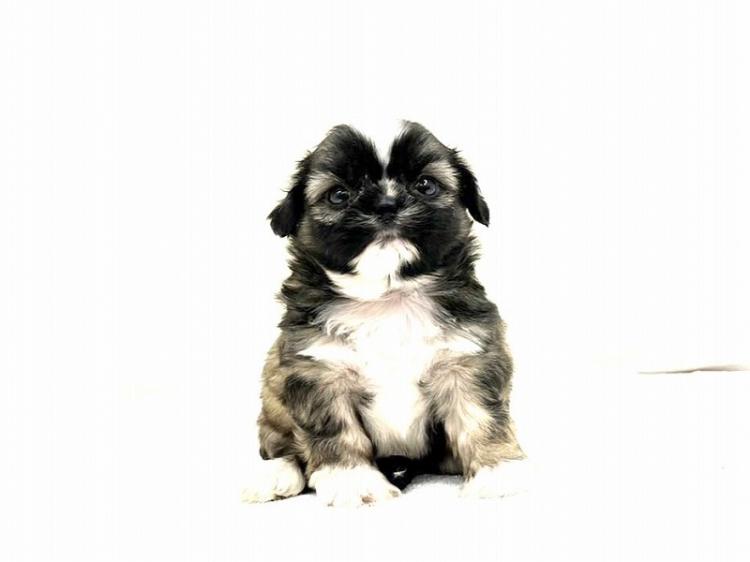 animal_image