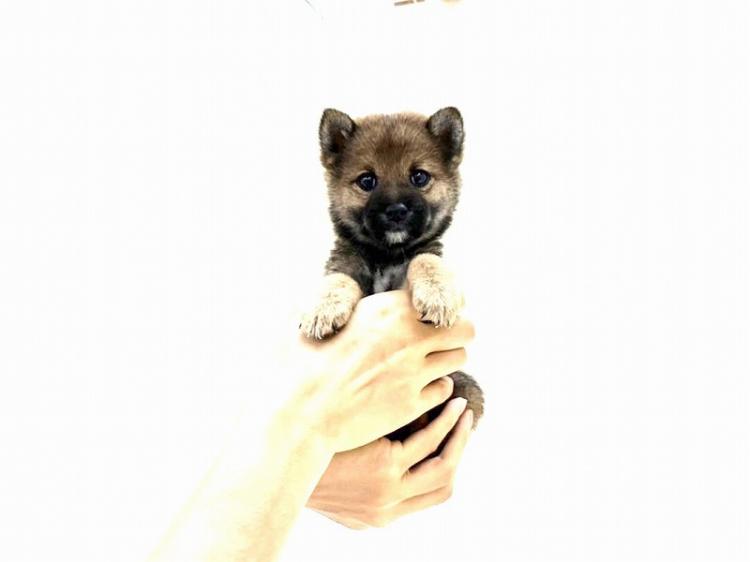 animal_image