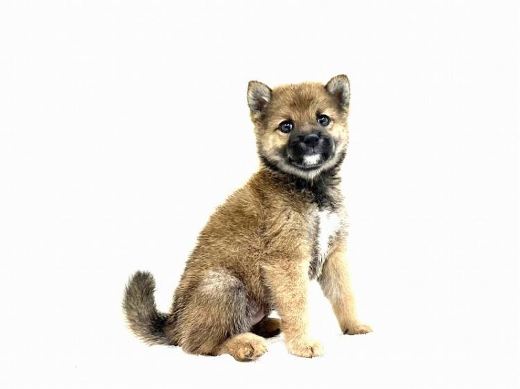 animal_image