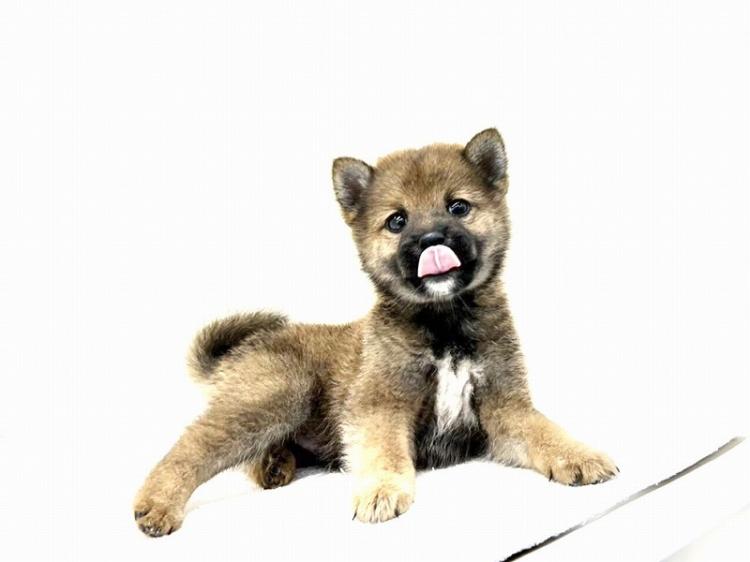 animal_image