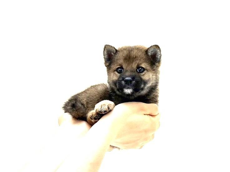 animal_image