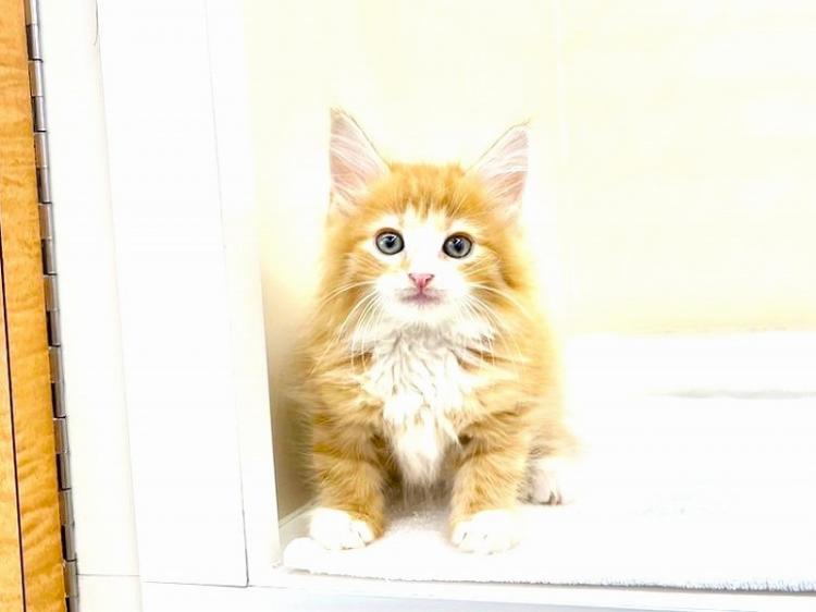 animal_image