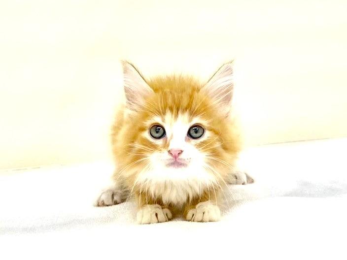 animal_image