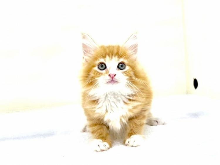 animal_image