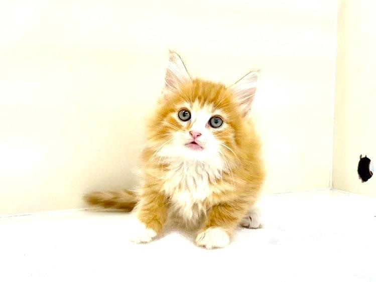animal_image