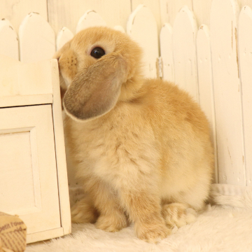 animal_image