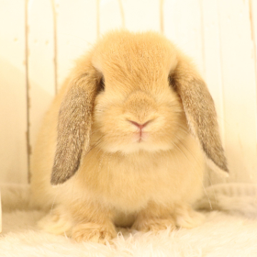 animal_image