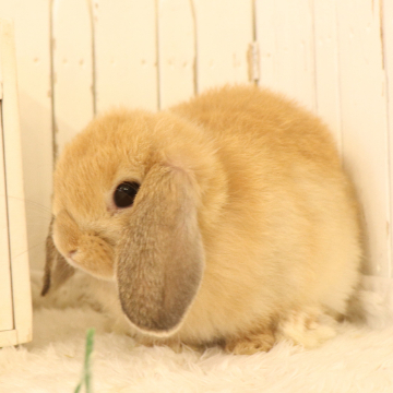 animal_image