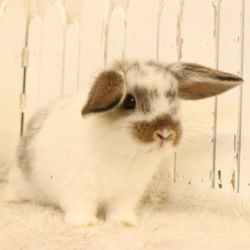 animal_image