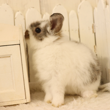 animal_image