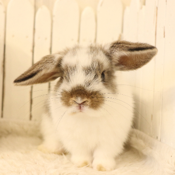 animal_image