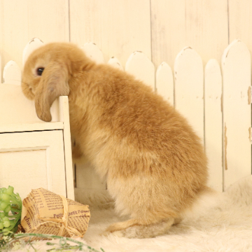 animal_image