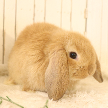 animal_image