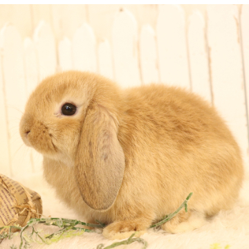animal_image