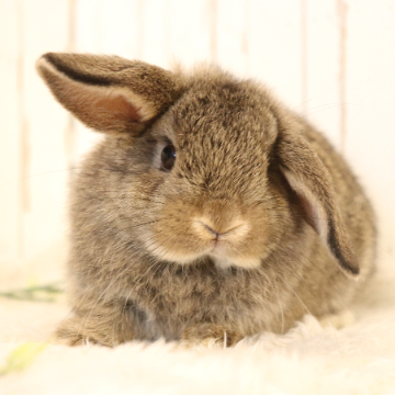 animal_image