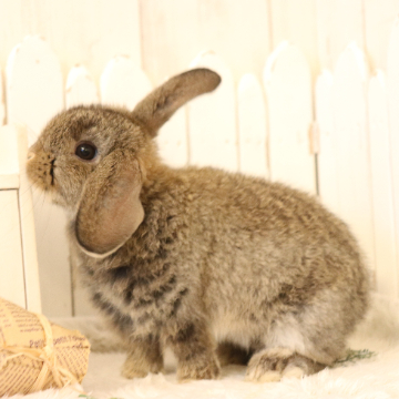 animal_image