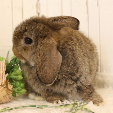 animal_image
