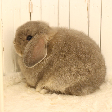 animal_image