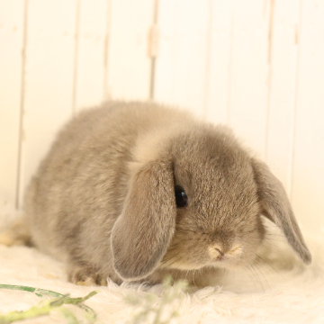 animal_image