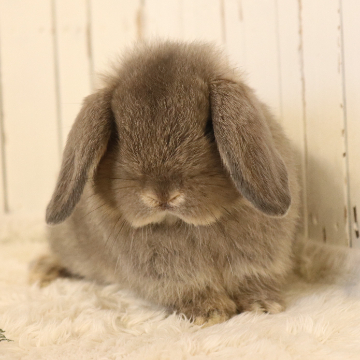 animal_image